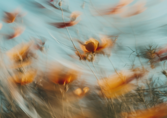 Erba alta di fronte al lago (Photo: Eduard Pagria)